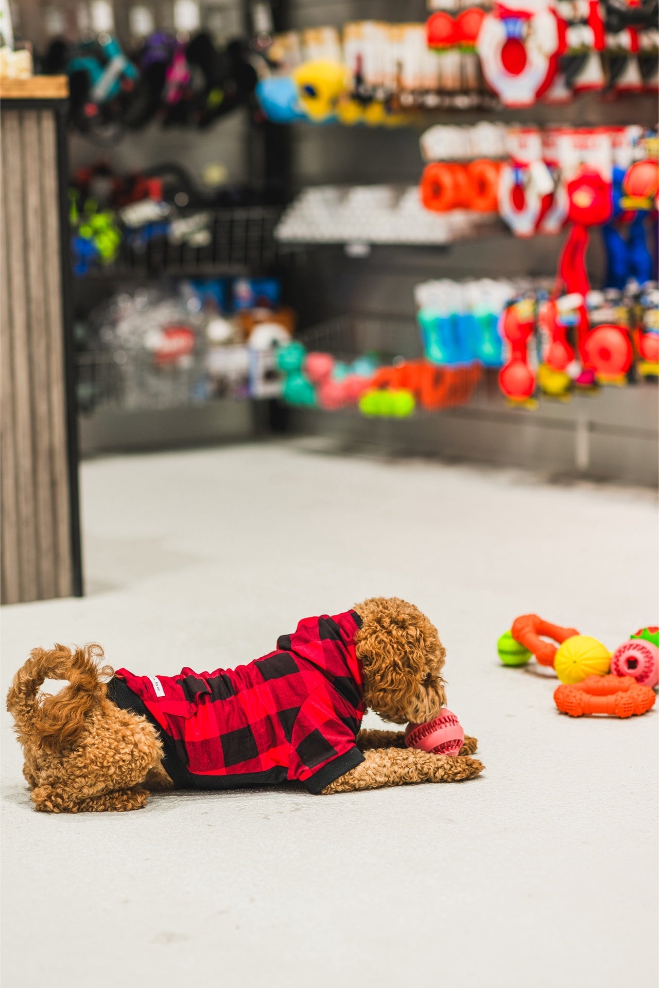 Dog enjoying the Ashario teeth cleaning ring in a pet shop with colorful toys in the background