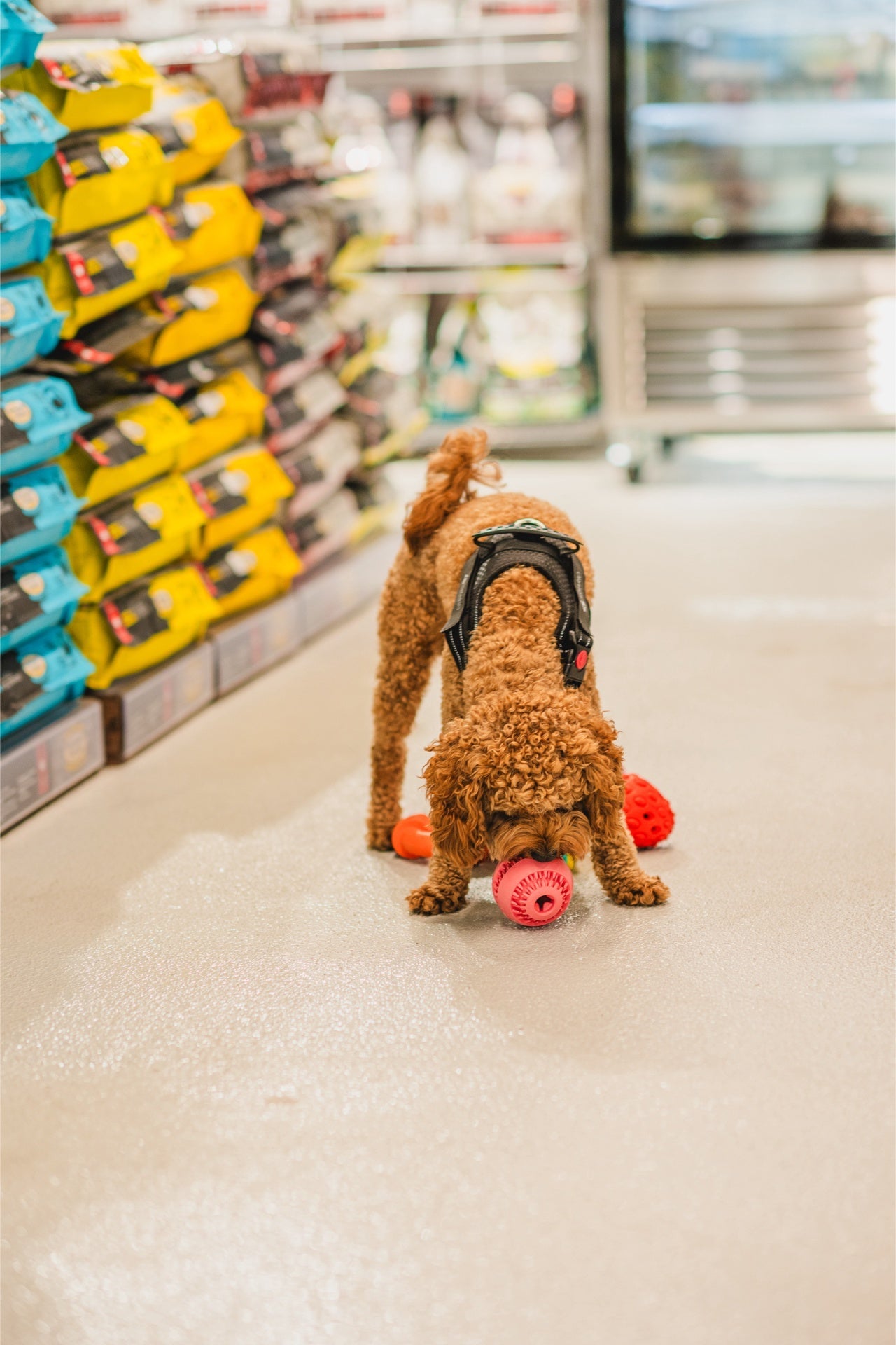 Dog playing with Ashario teeth cleaning ring among colorful pet supplies in store