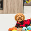 Dog playing with colorful toys including the Ashario teeth cleaning ring for dental health