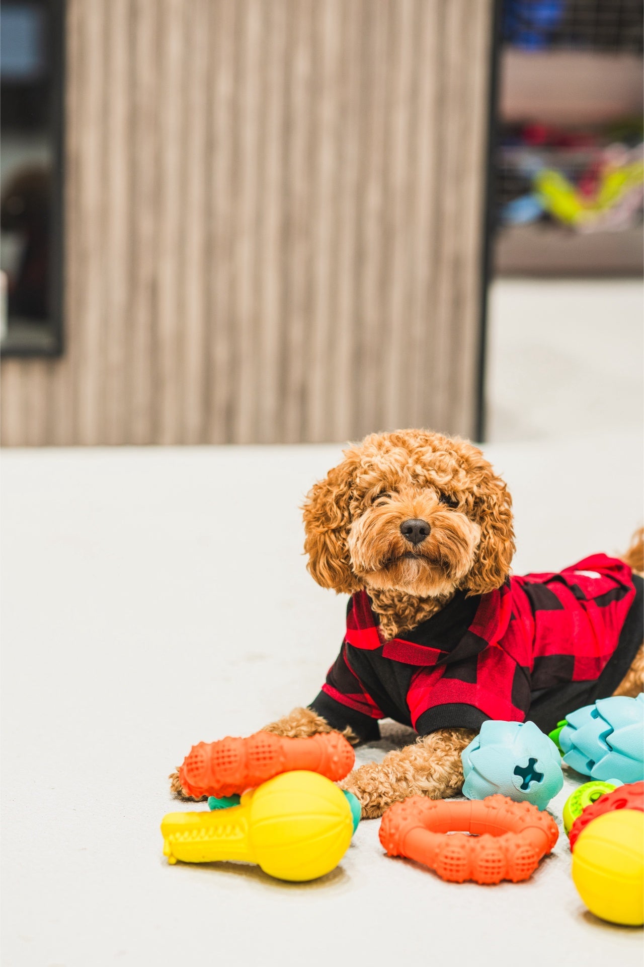 Dog playing with colorful toys including the Ashario teeth cleaning ring for dental health