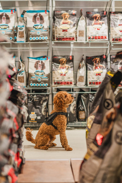 A dog sitting in front of shelves displaying Oven Baked Tradition corn-free lamb dog food bags