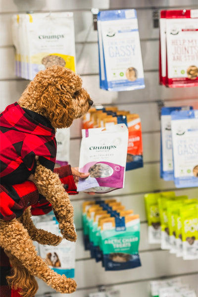 A dog in a checkered coat looking at Crumps Natural Mini Lamb Dog Trainers on display