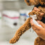 Applying dandylion pet foaming cleanser on a curly brown dog's paw for gentle grooming