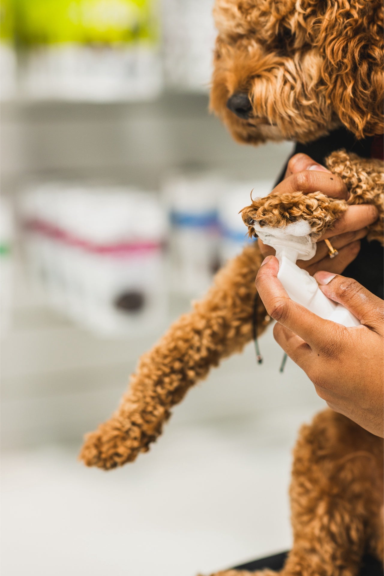 Applying dandylion pet foaming cleanser on a curly brown dog's paw for gentle grooming