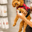 Small brown curly dog wearing red jacket being held while applying dandylion pet foaming cleanser