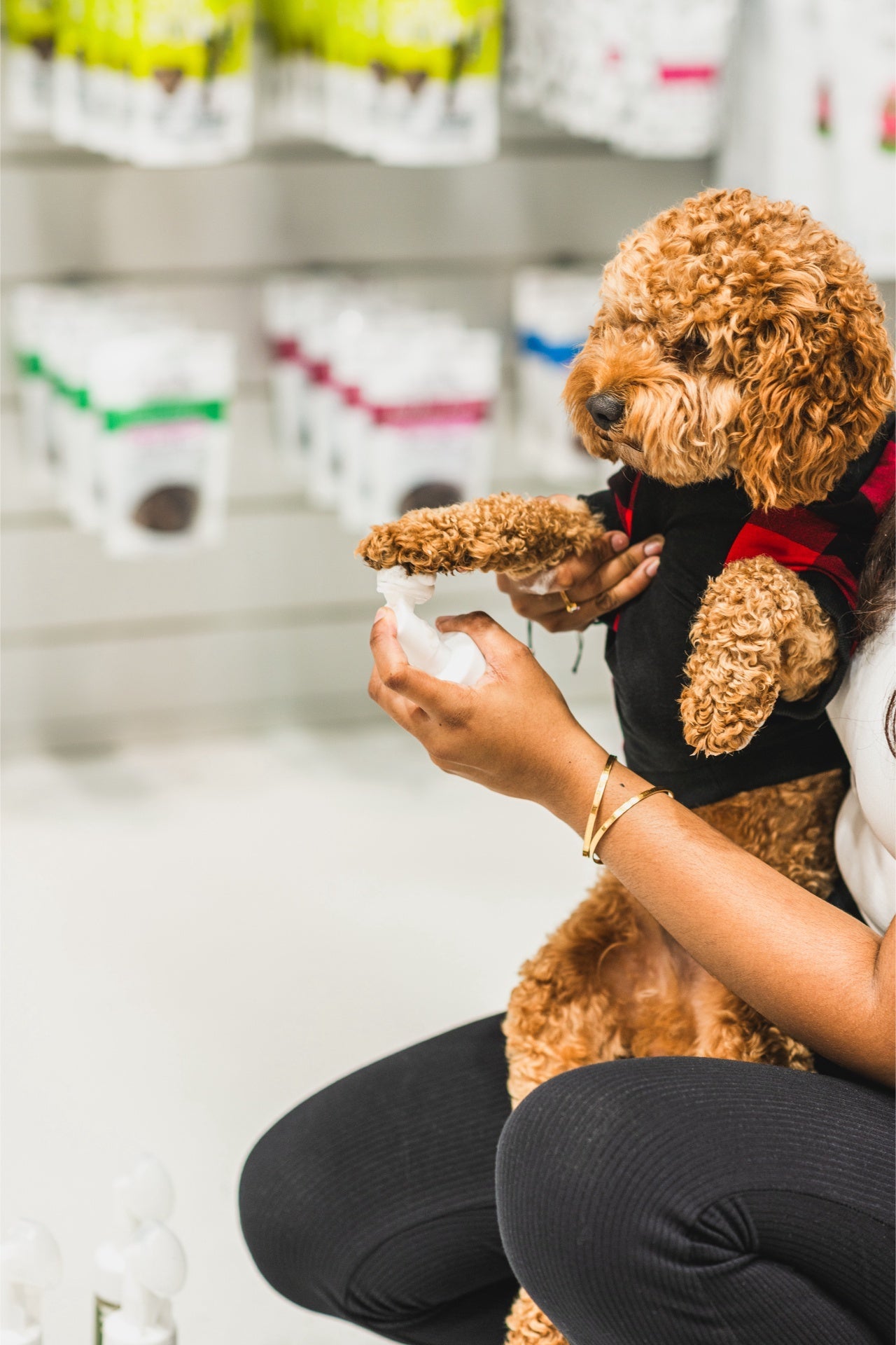 Person applying dandylion pet foaming cleanser to a small brown curly dog’s paw during grooming