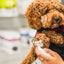 Dog grooming with dandylion pet foaming cleanser applied to a small brown curly dog paw