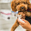 Small curly brown dog being cleaned with dandylion pet foaming cleanser for gentle grooming