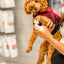 Person using dandylion refill foaming cleanser for pet paws on a small brown curly dog wearing a red jacket