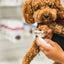 Dandylion refill foaming cleanser for pet paws being applied to a small brown curly-haired dog’s paw