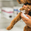 Dandylion Refill - Clean Paws No-Rinse Foaming Cleanser - 300 mL 6