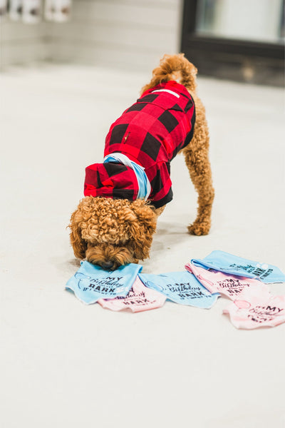 Small curly brown dog wearing red plaid jacket sniffing dexypaws pink birthday bandana for dogs on floor
