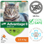 Advantage II flea medicine for small cats box with tabby cat image and flea treatment icons