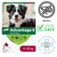 Advantage II flea treatment for medium dogs box for large dogs 11 to 25 kg with safe vet approved formula