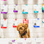 Small brown poodle dog standing behind Kettle Craft venison apple small bite treat packages on a white counter