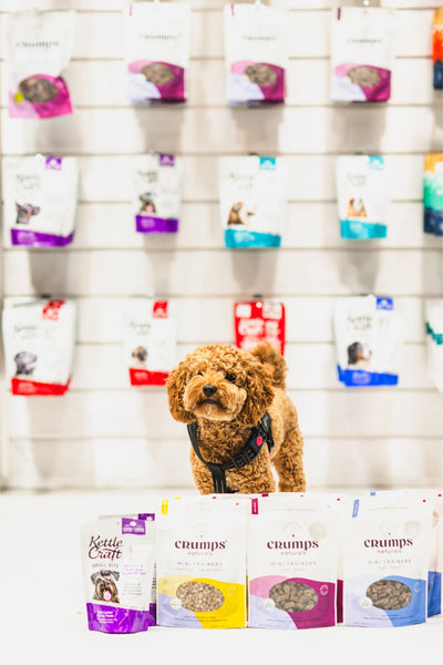 Small brown poodle dog standing behind Kettle Craft venison apple small bite treat packages on a white counter