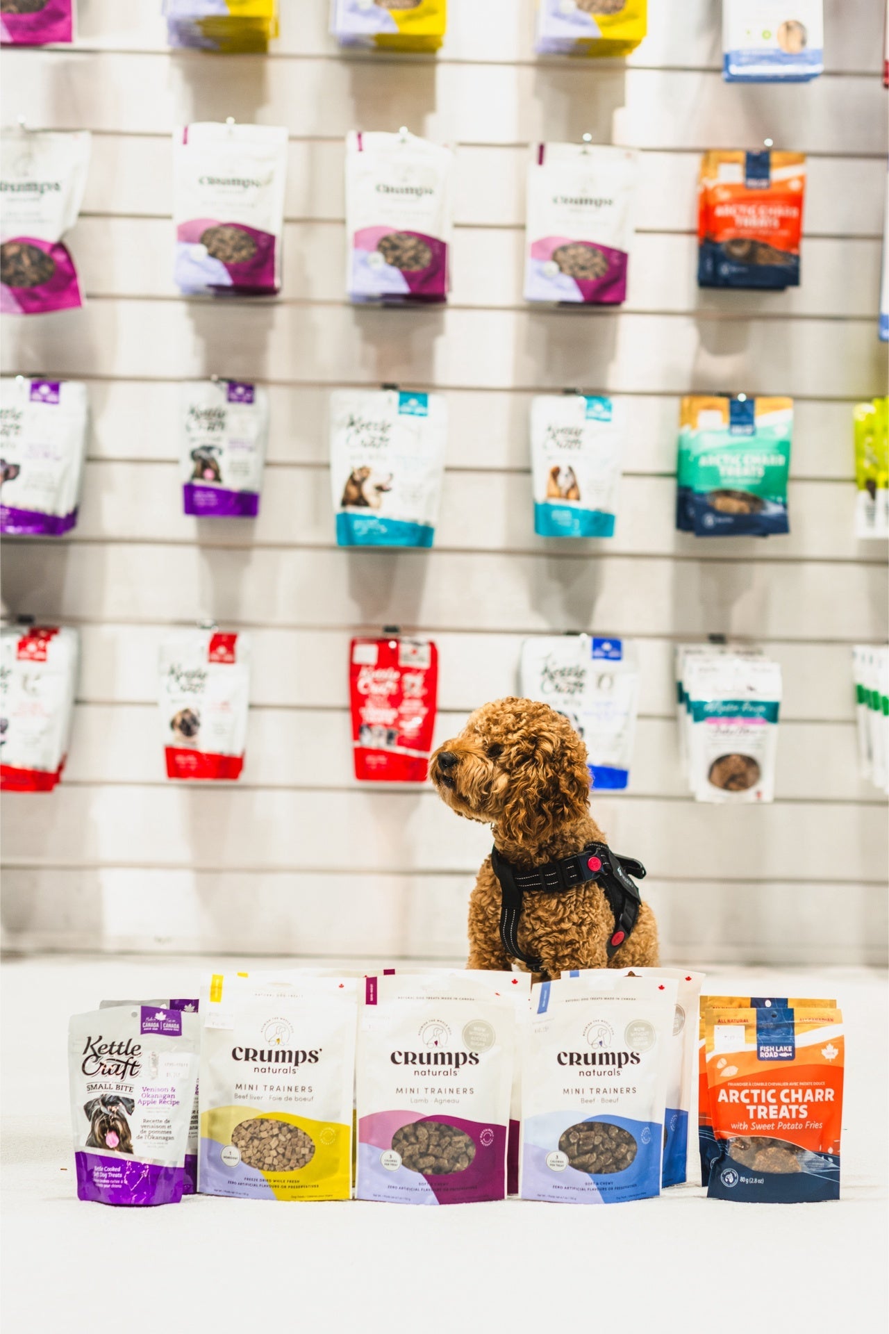 Kettle craft venison apple small bite treat and other dog treats displayed with a small brown dog in background