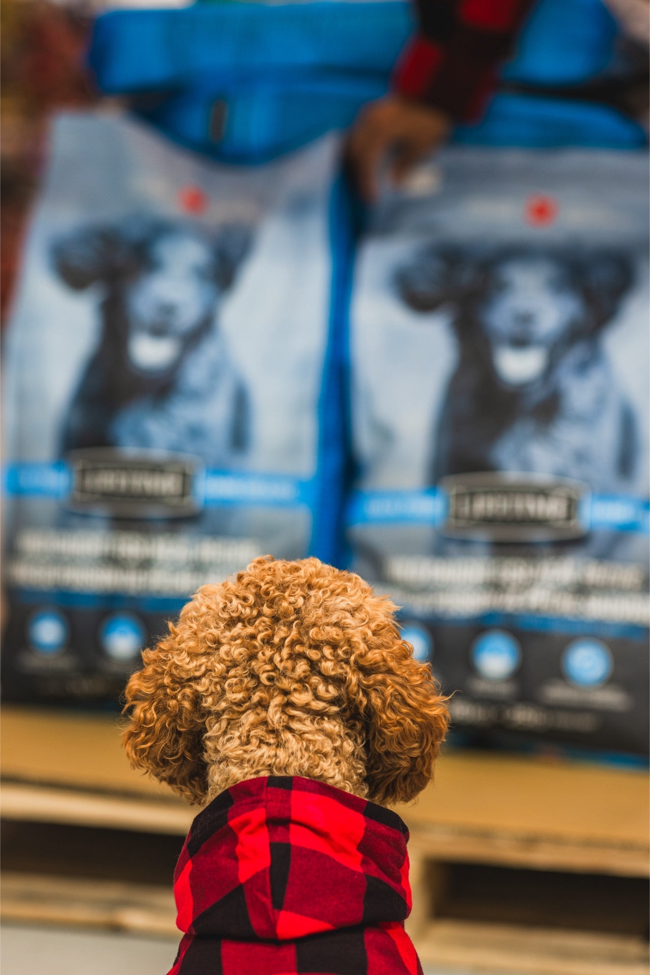 Dog wearing red plaid jacket looking at Lifetime wild caught fish dog food bags on shelf
