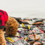 Oven Baked Adult Small Breed Lamb Dog Food bags spread out with a dog investigating the selection