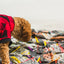 A dog curiously inspecting various bags of oven baked adult small breed lamb dog food on the floor