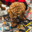 Oven Baked Tradition Adult Small Breed Lamb Dog Food bags scattered on the floor with a dog in a red coat