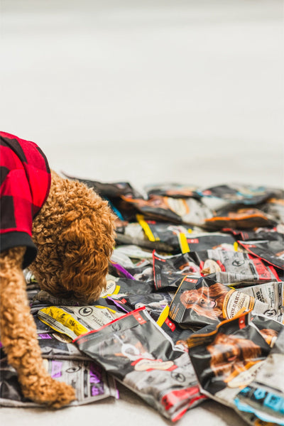 Oven Baked Tradition packages of oven baked chicken dry puppy food scattered on the ground with a dog exploring