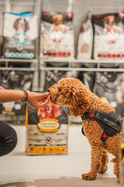 Oven Baked Tradition oven baked senior chicken dog food bag with a curly brown dog wearing a harness