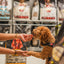 Dog receiving oven baked senior chicken dog food treat from hand with Oven Baked Tradition dog food bags in background