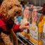 Oven baked senior chicken dog food bags on store shelf with a curly brown dog in a red plaid outfit