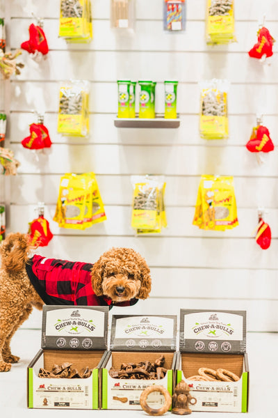 RedBarn Chew A Bulls Hydrants mini treats displayed in open boxes with a brown dog wearing a red plaid jacket