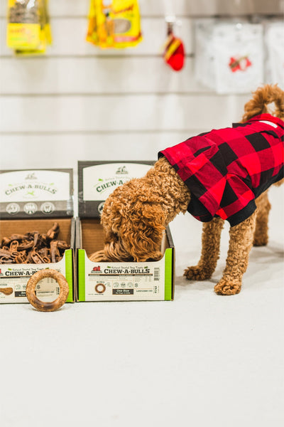 Dog eating RedBarn Chew A Bulls ring dog treats from green and brown packaging box
