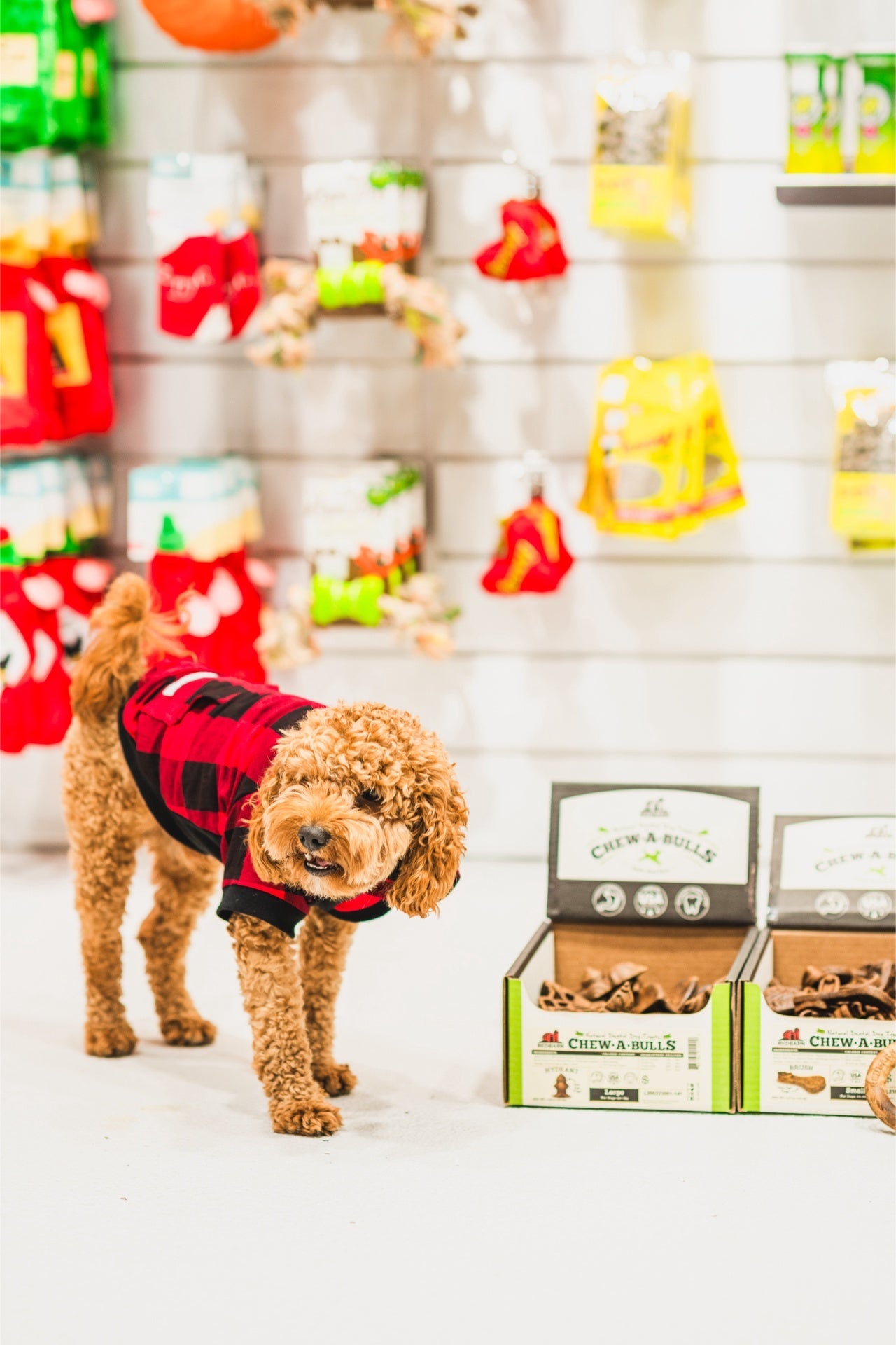 Curly brown dog wearing red plaid jacket next to boxes of RedBarn medium chew brush dog treat in pet store
