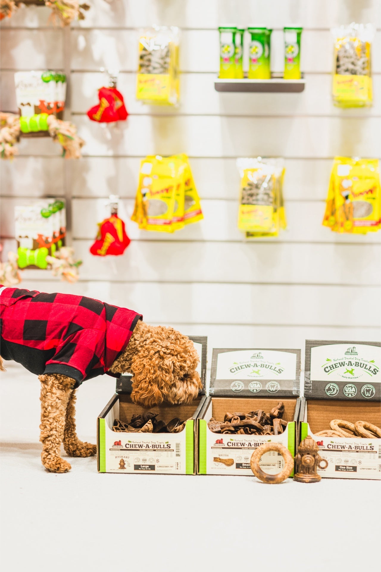 Dog wearing red plaid jacket exploring RedBarn medium chew brush dog treat display with various dog treats