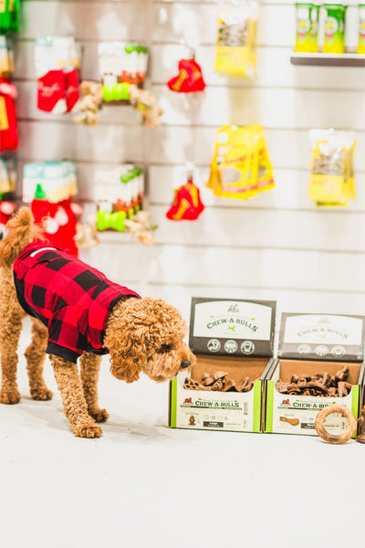 Curly dog in red plaid jacket sniffing boxes of redbarn small dog chew a bulls brush treats in pet store