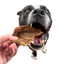 Dog eagerly biting rover pet boar ear dog treats held by a hand against black background
