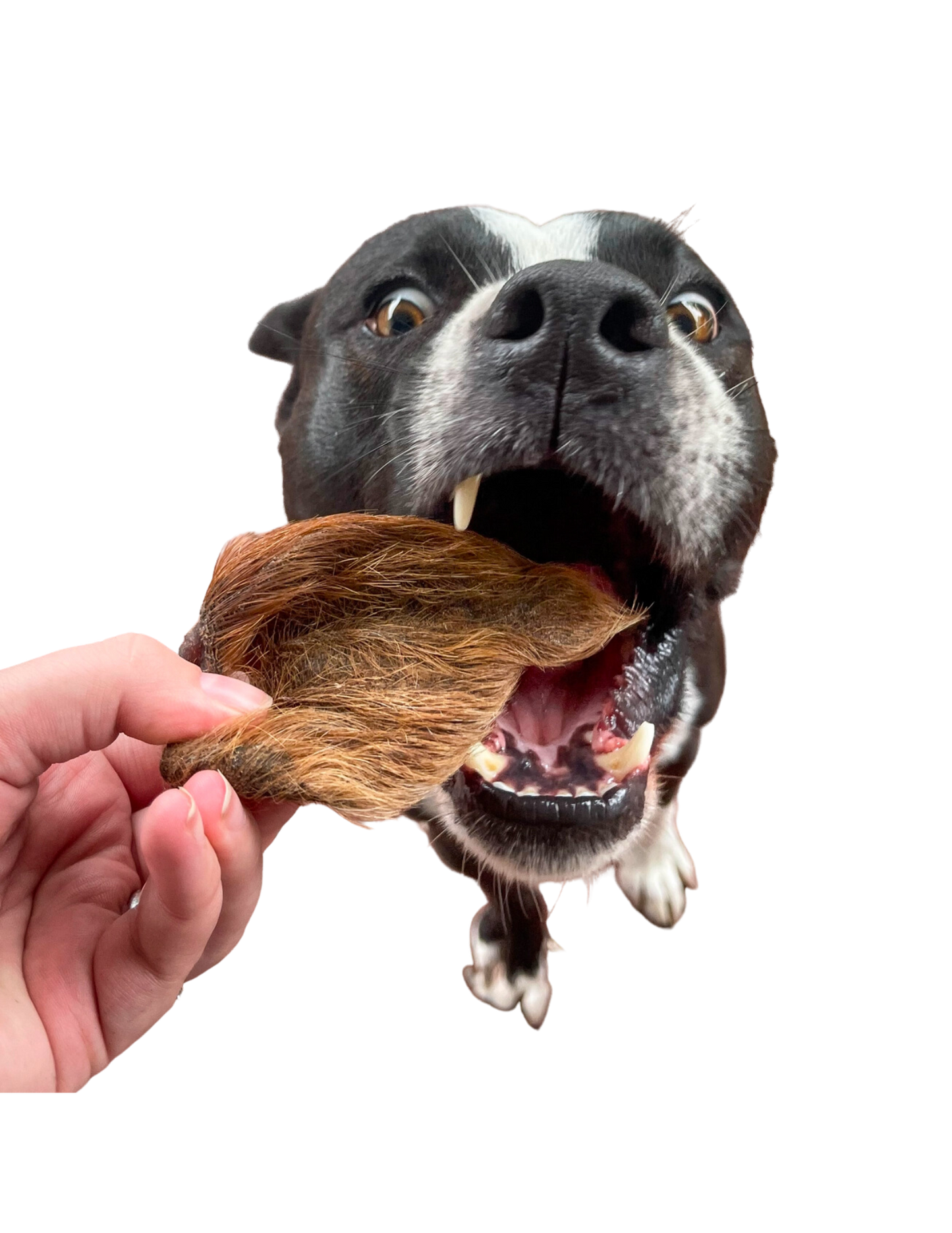 Dog eagerly biting rover pet boar ear dog treats held by a hand against black background