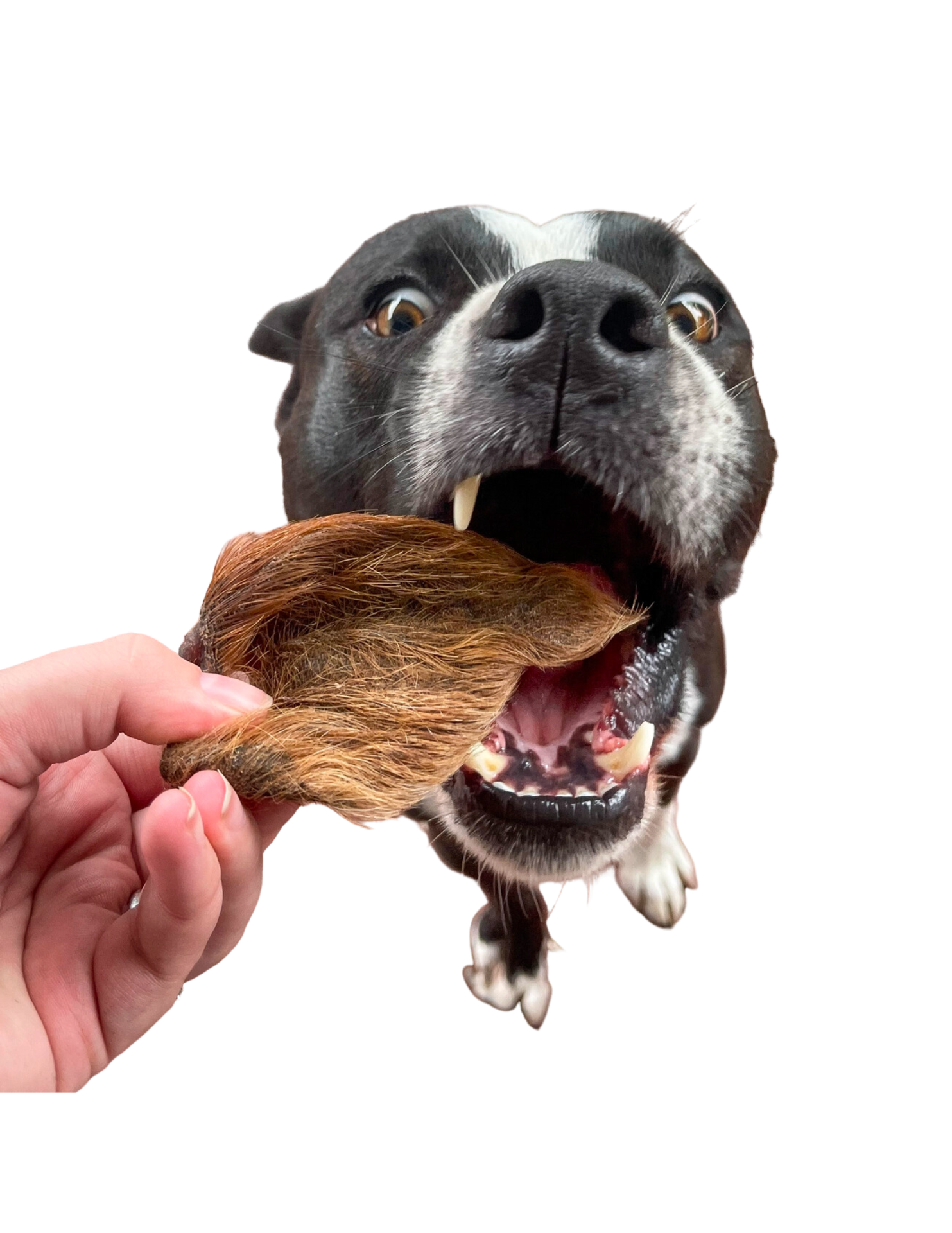Dog eagerly biting rover pet boar ear dog treats held by a hand against black background