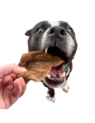 Dog eagerly biting rover pet boar ear dog treats held by a hand against black background