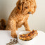 Curly brown dog looking at bowl filled with rover pet deep throat cow trachea dog treats on white table
