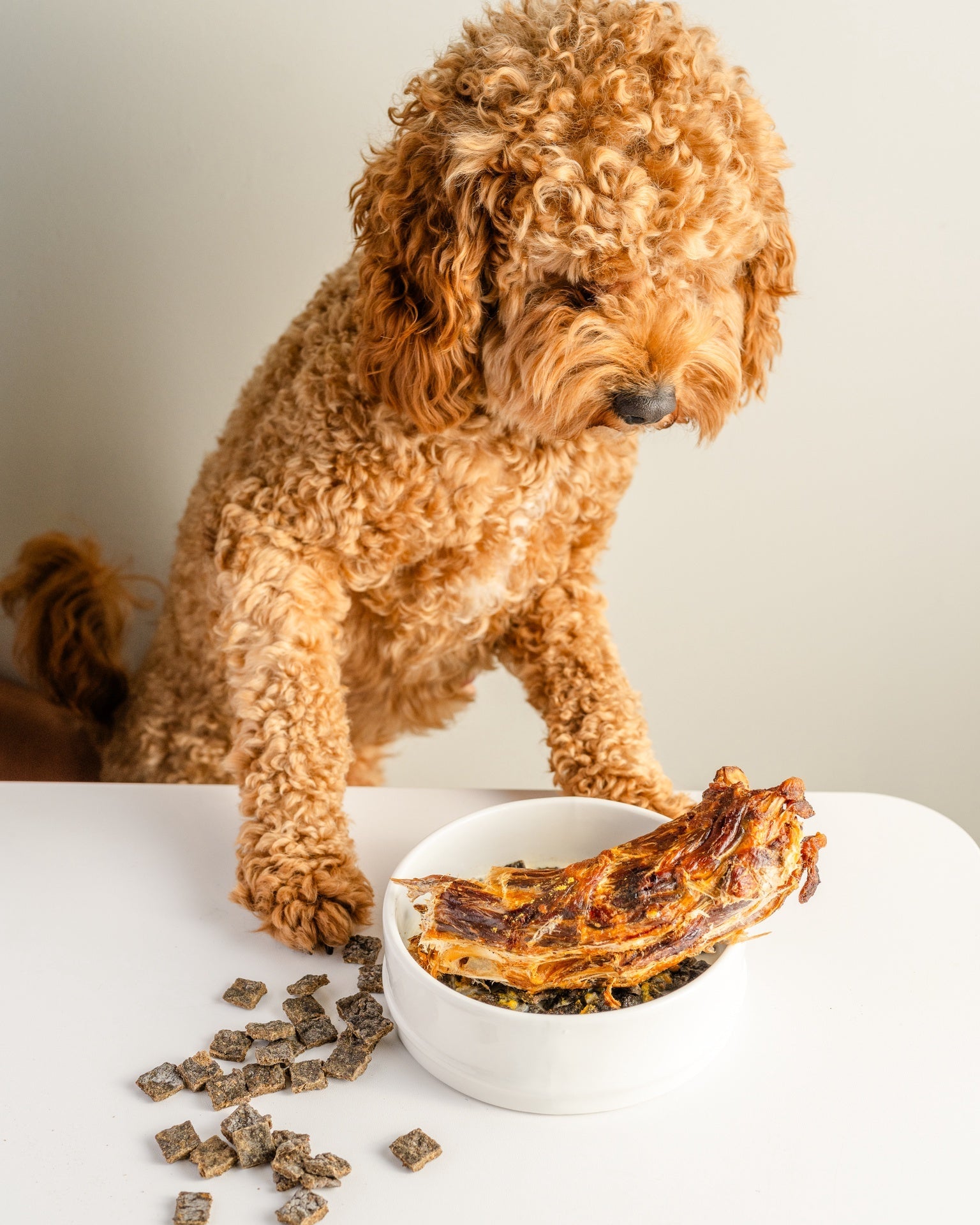 Curly brown dog looking at bowl filled with rover pet deep throat cow trachea dog treats on white table