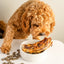 Curly brown dog sniffing a bowl with rover pet deep throat cow trachea dog treats and small square treats on the table