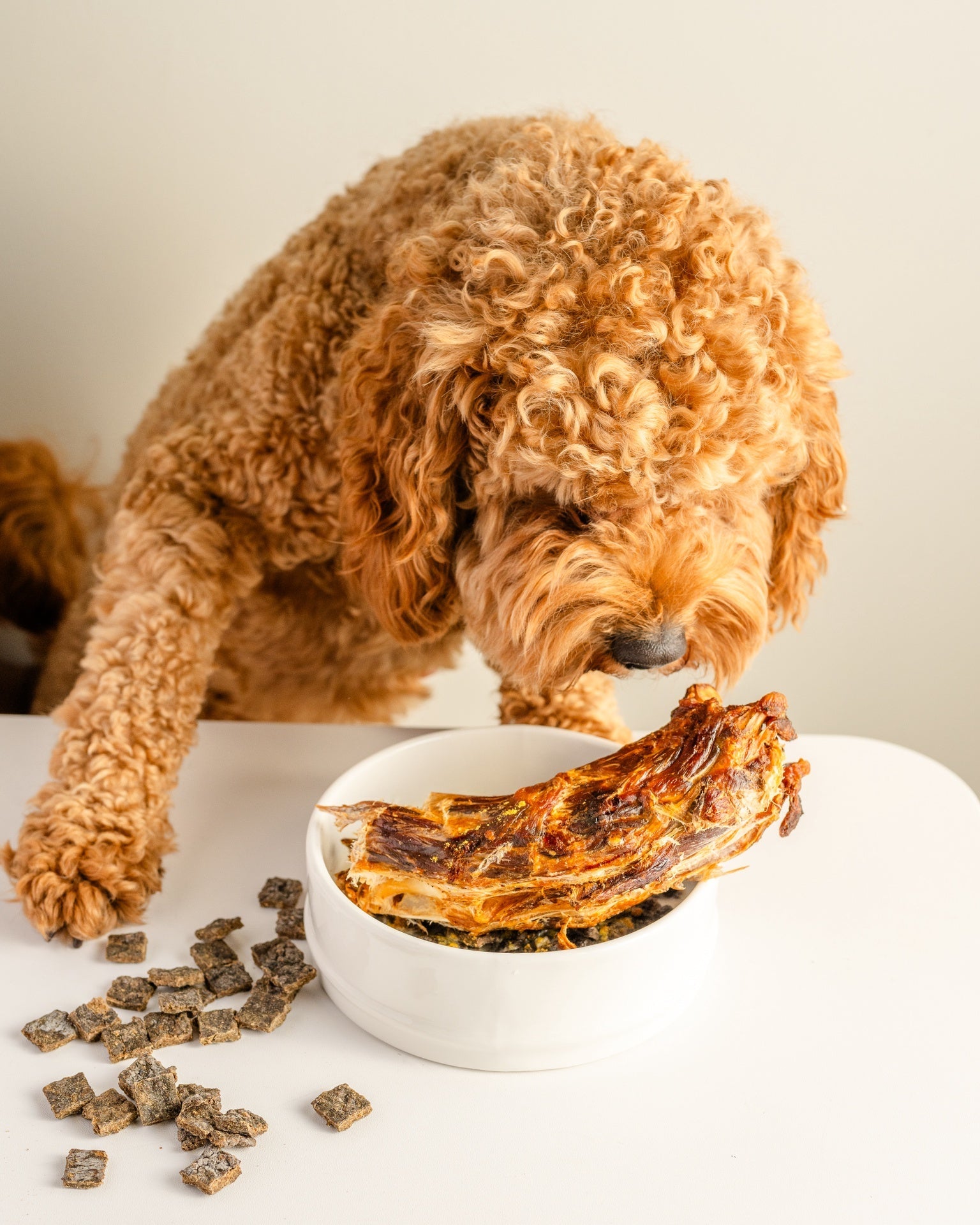 Curly brown dog sniffing a bowl with rover pet deep throat cow trachea dog treats and small square treats on the table