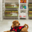 Curly brown dog wearing a red and black plaid sharper barker lightweight dog hoodie lying on a store floor