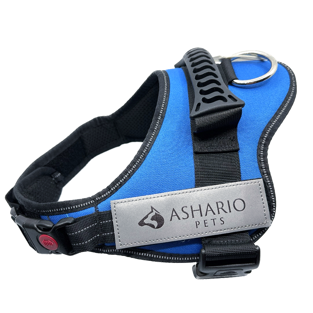 Durable blue dog harness, featuring breathable mesh and reflective elements, ensures safety and comfort during outdoor activities.