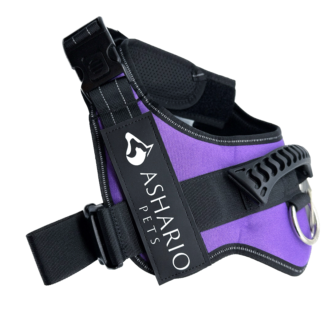 Purple dog harness with reflective straps, designed for secure and comfortable outdoor activities, adjustable fit for dogs of all sizes.