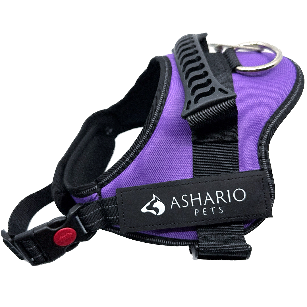 Sturdy purple dog harness, featuring breathable mesh and reflective elements, ensures safety and comfort during walks and adventures.