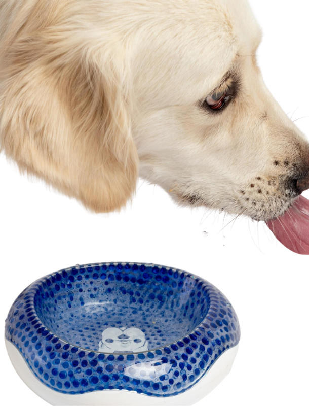 Silver Paw cooling dog bowl in blue with textured design next to a golden retriever licking water