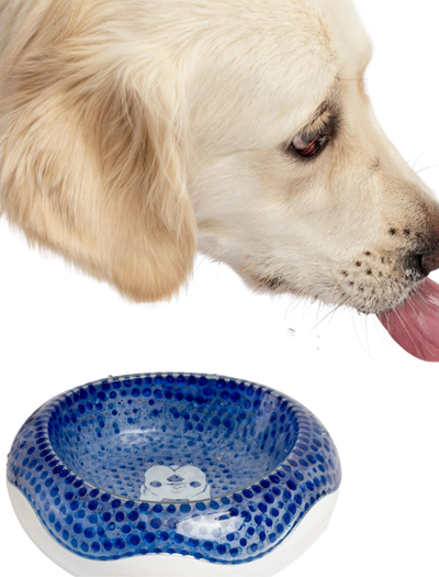 Silver Paw cooling dog bowl in blue with textured design next to a golden retriever licking water