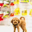 Curly brown dog standing near zaytoon medium olive wood dog chew toys in pet store display