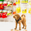 Brown curly dog standing near zaytoon medium olive wood dog chew toys in a pet store